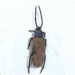 La-cucaracha1-1600939938.jpg
